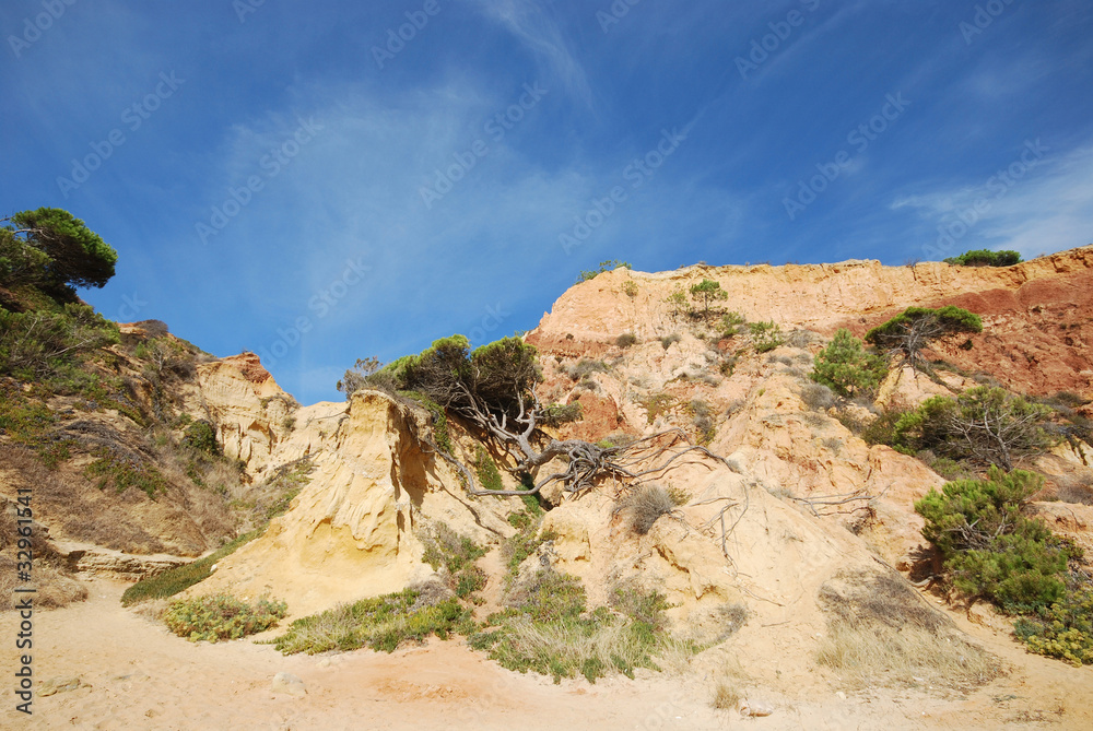 Pine and red cliffs(Algarve,Portugal)