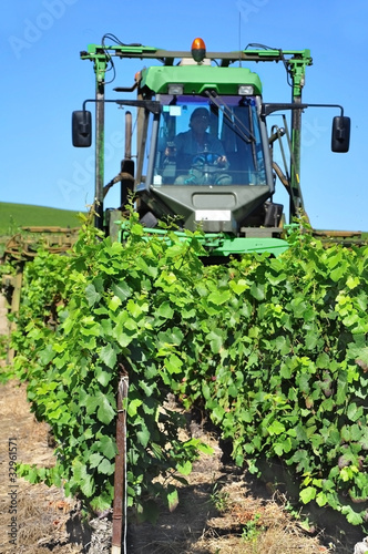 rognage des vignes photo