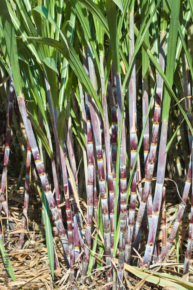 Obraz premium canne à sucre