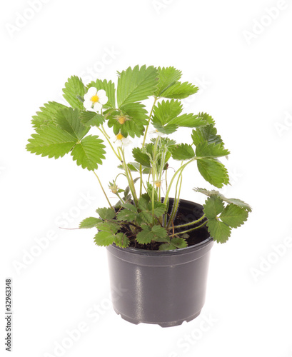 Strawberry flower