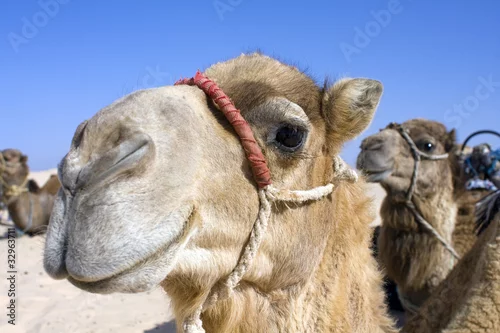 Fototapeta samoprzylepna Sahara