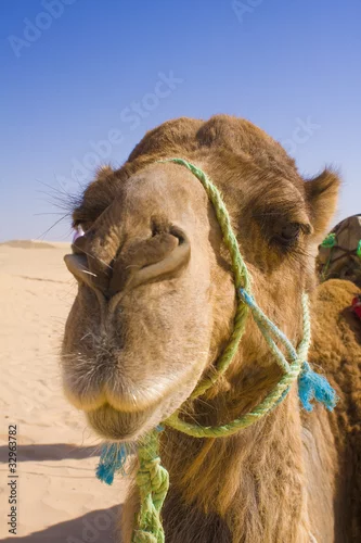 Fototapeta samoprzylepna sahara