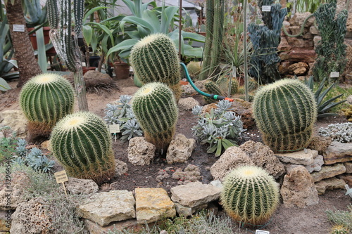 кактус (cactus)