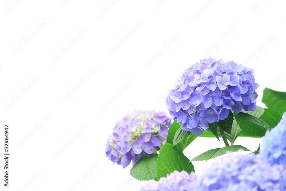 紫陽花 紫陽花