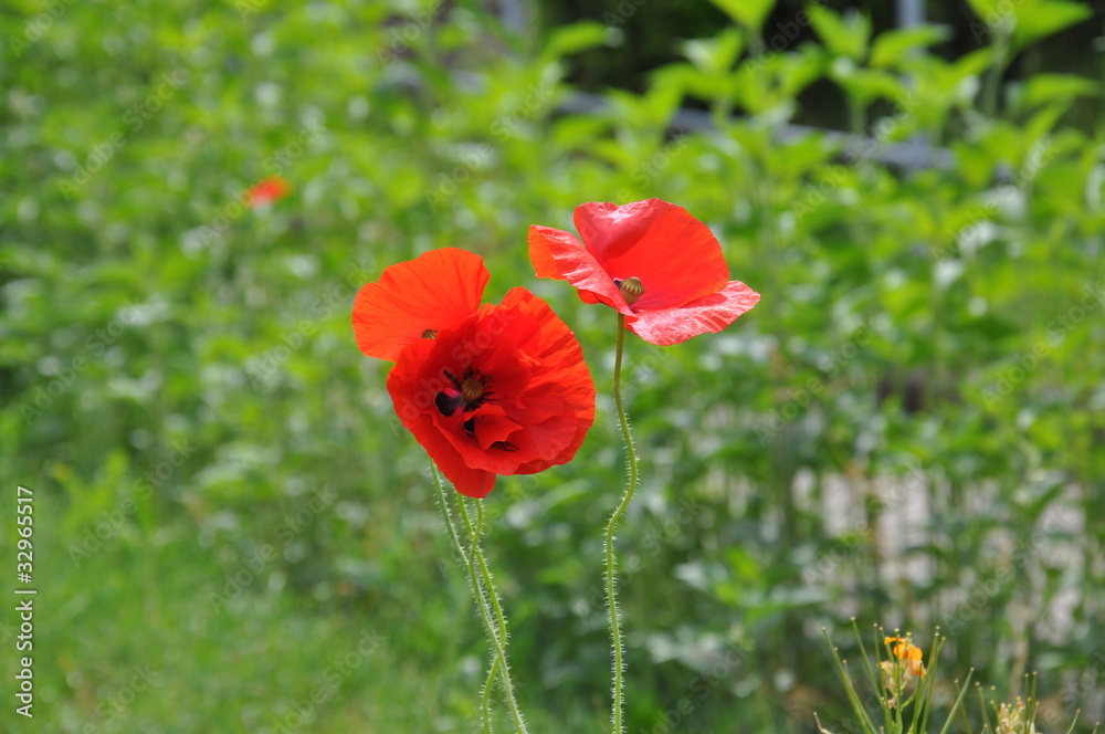 Obraz premium Mohnblumen