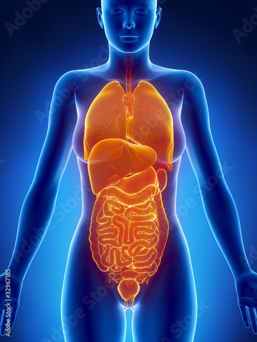Anatomy of female organs x-ray view photo