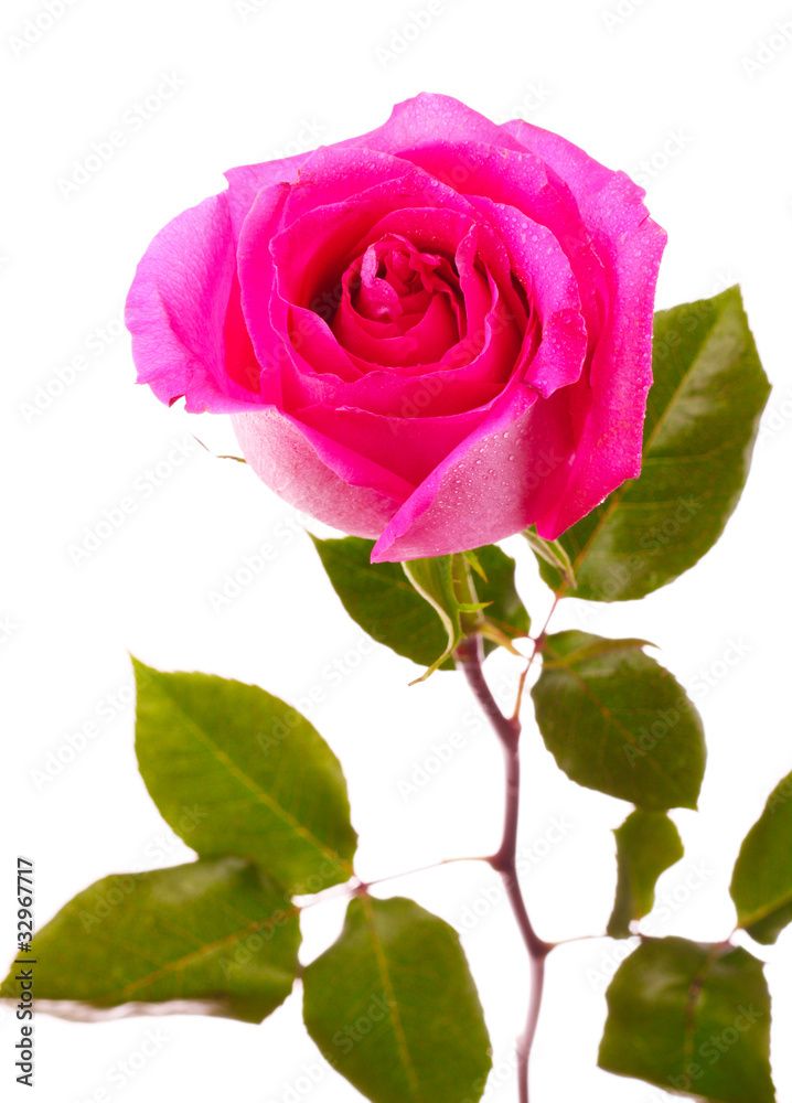 Fototapeta premium beautiful pink rose on a white background
