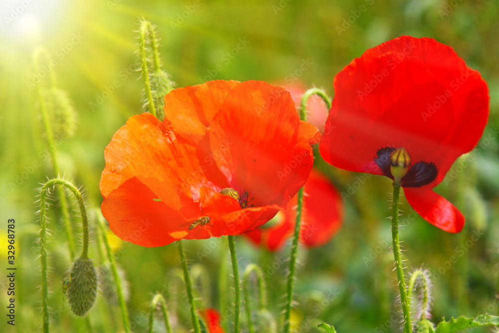 Naklejka premium Klatschmohn