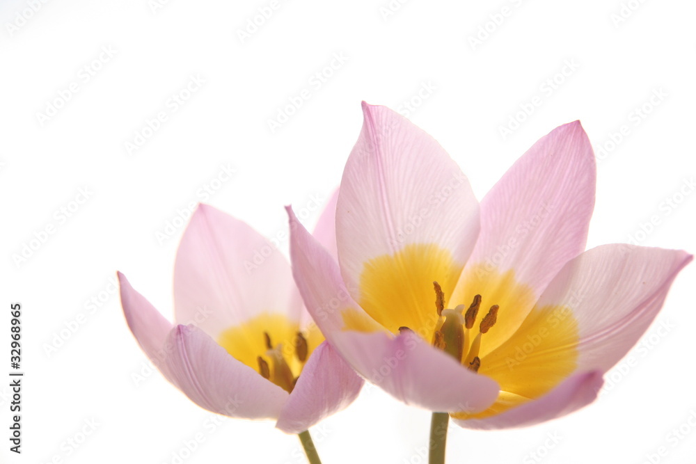 Fototapeta premium tulips