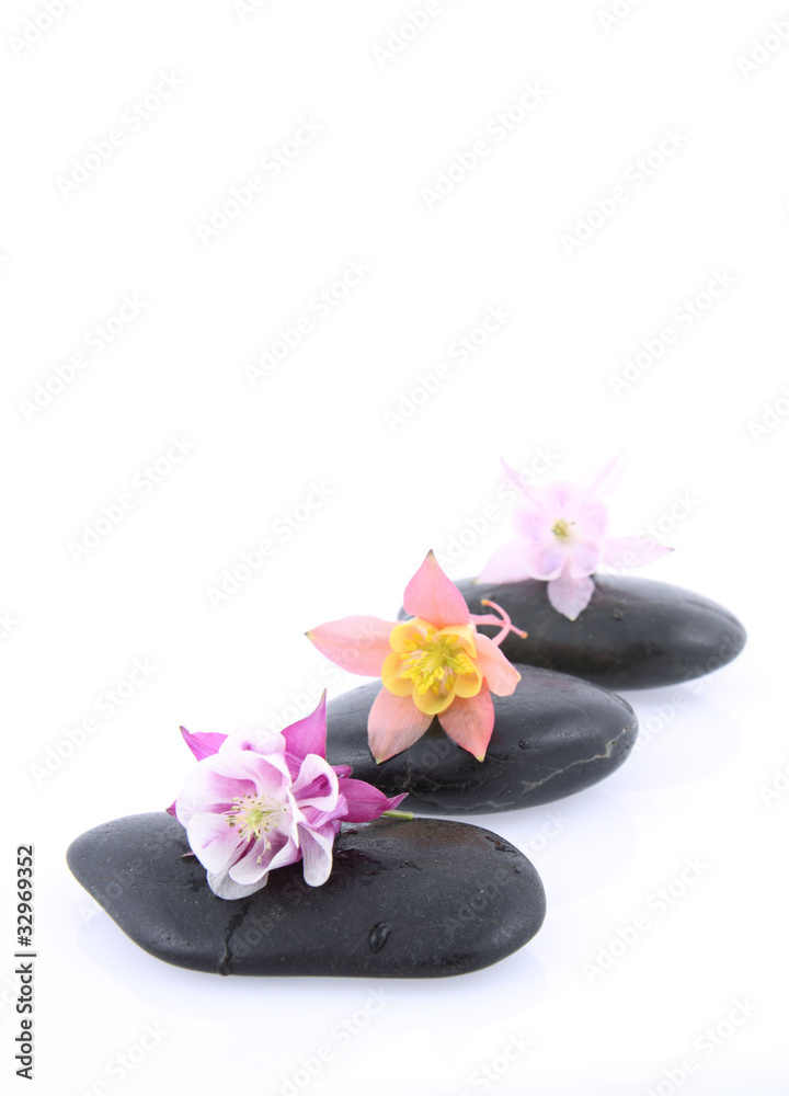 Columbine flowers on a spa stones on white background