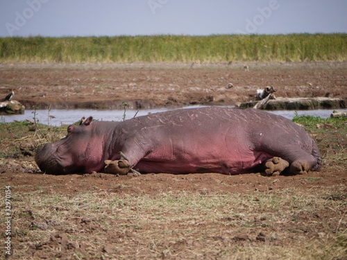 Sunbathing Hippo
