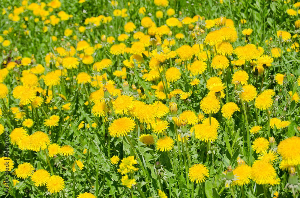 Beautiful spring flowers