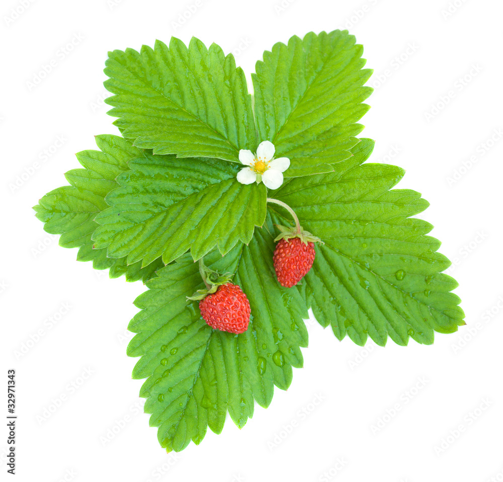 Wild strawberries Wild strawberries