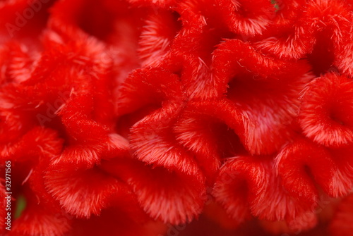 Close up of bright red cockscomb flower