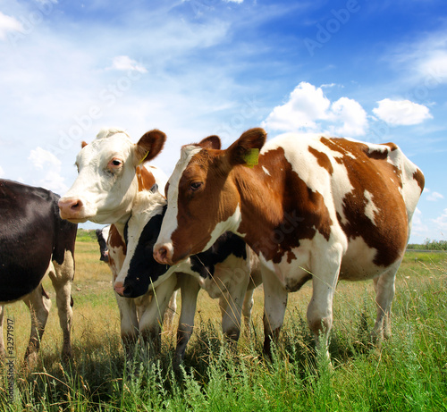 Calves on the field