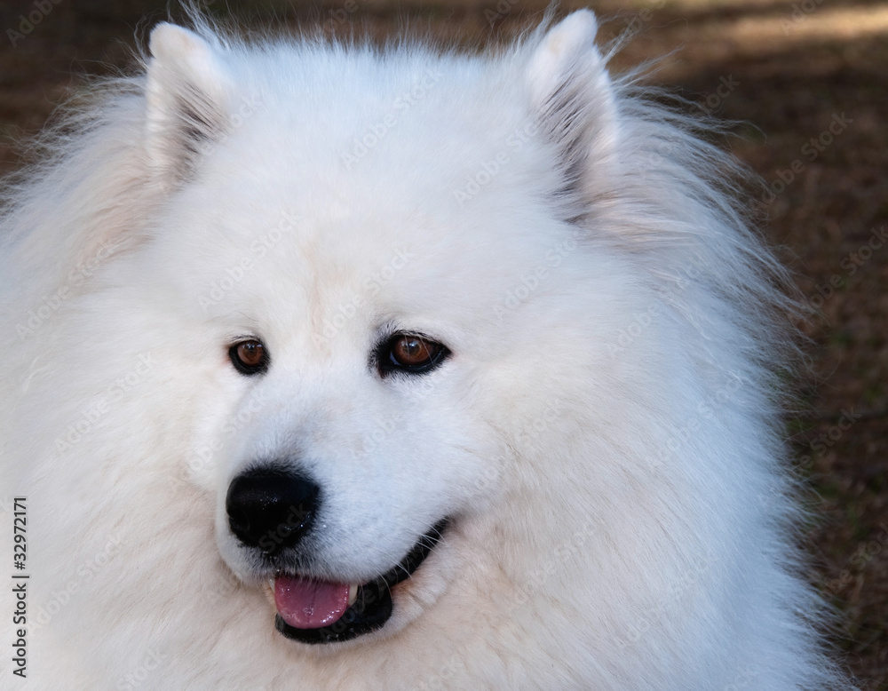 Samoyed Dog Samoyed Dog