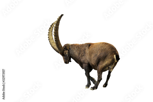 Ibex with clipping path