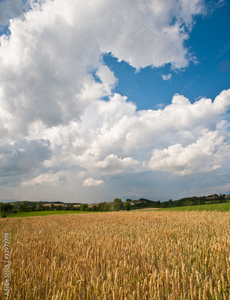 Campi di grano nelle colline moreniche del Garda