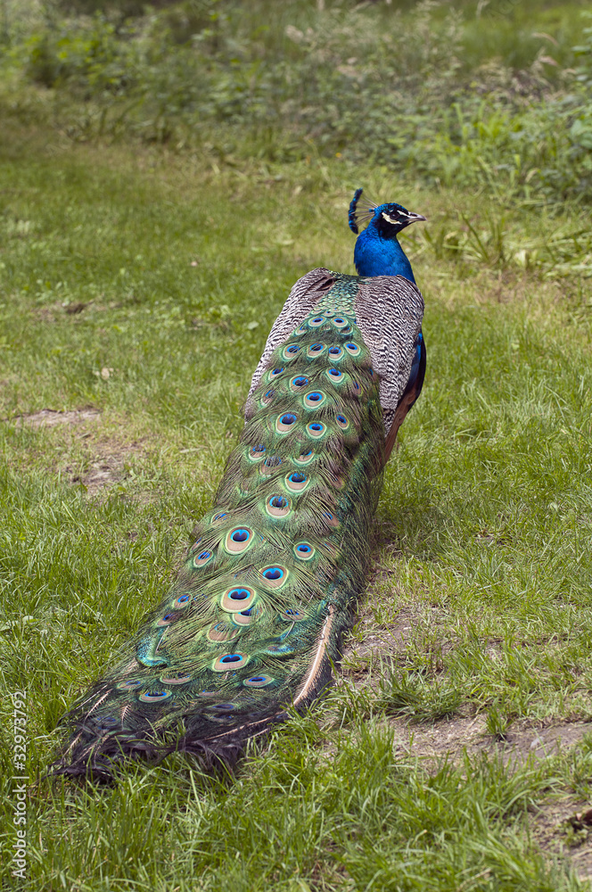 Naklejka premium Male peacock