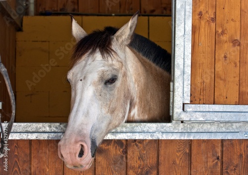 Cavallo in stalla. Horse photo