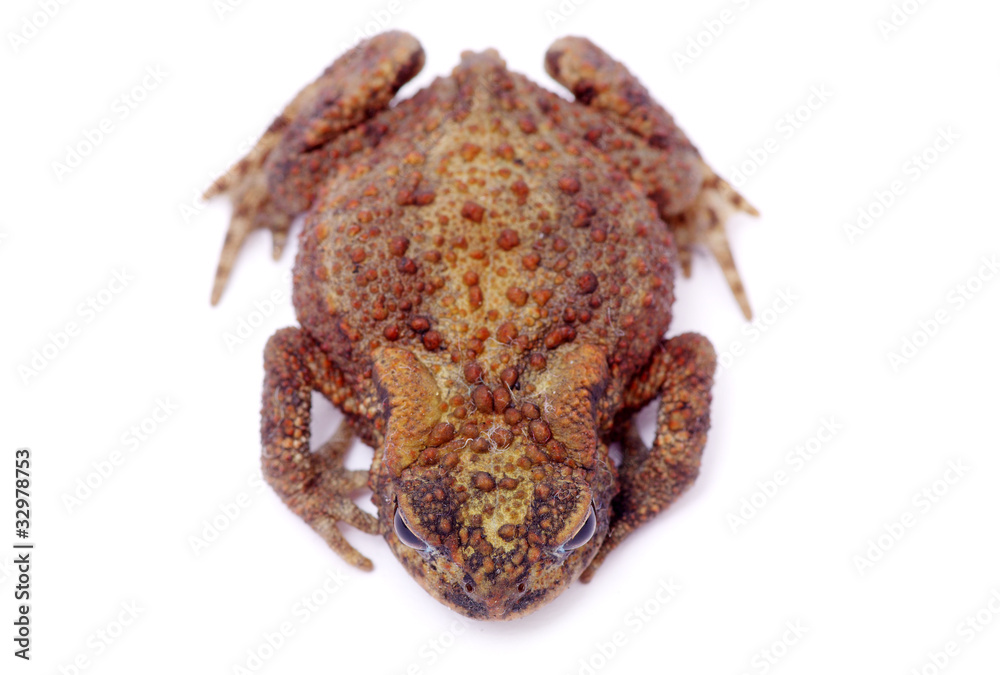 frog frog