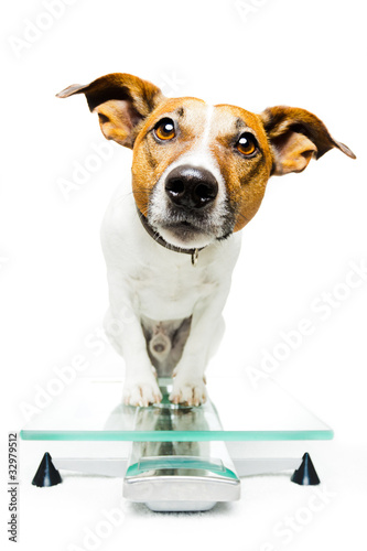 Dog on scale © Javier brosch