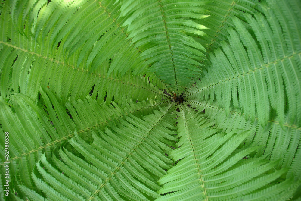 fern green leaves