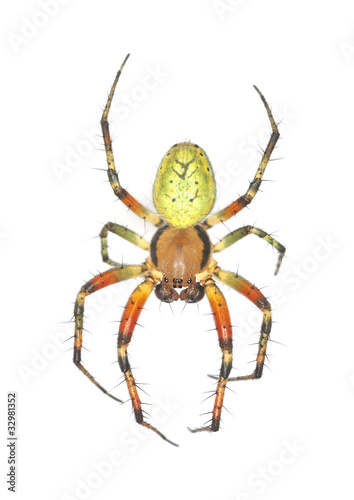 Orb weaver spider isolated on white background