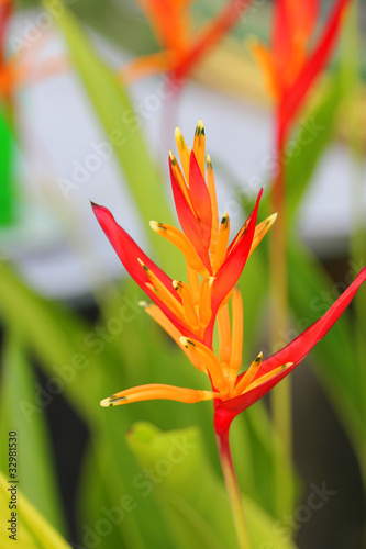 Beautiful orange flowers in Thailand. © Charlie Milsom