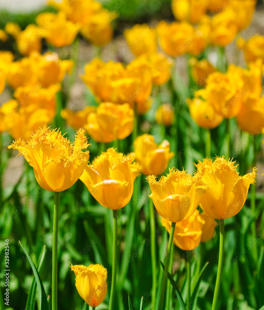 Obraz premium tulip