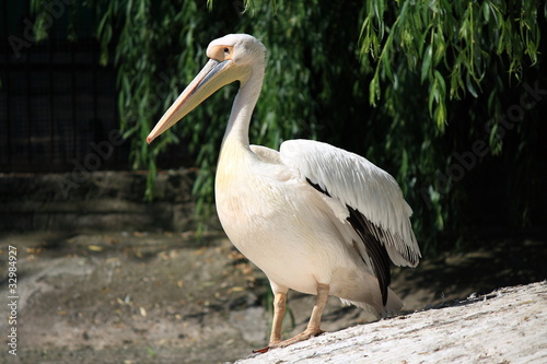 White pelican.