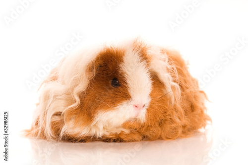 long hair guinea pig