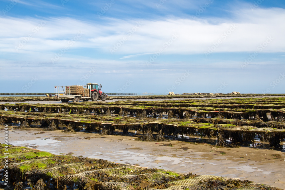 Austernfarm auf der Kanalinsel Jersey