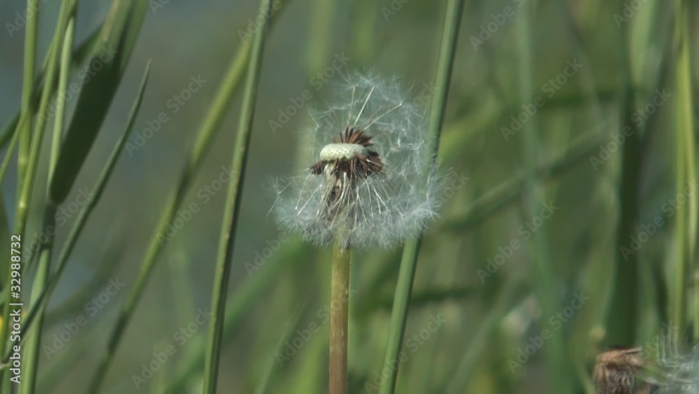 Fluffy dandelion on a wind a close up. Fluffy dandelion on a wind a close up.