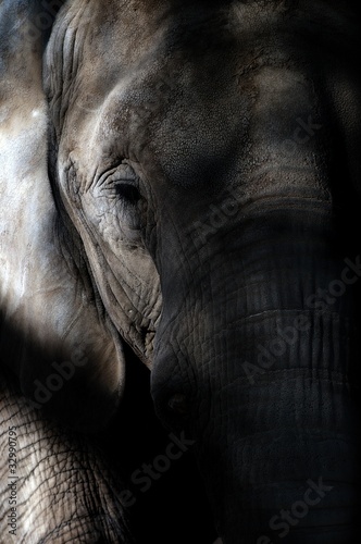Elephant Close Up Portrait