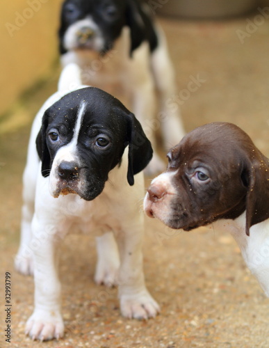 Pedigree Pointer dog puppies with only 1 month of life