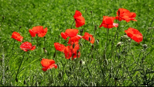 Зелёный луг с цветами мака.