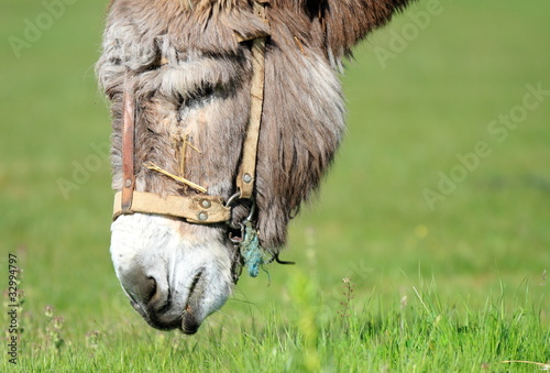 donkey head grazing (side view)