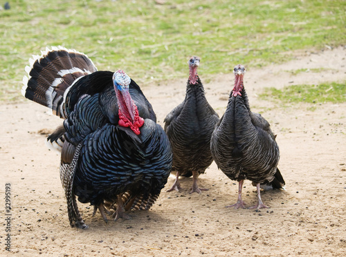 Wild turkey cock and hen - Meleagris gallopavo