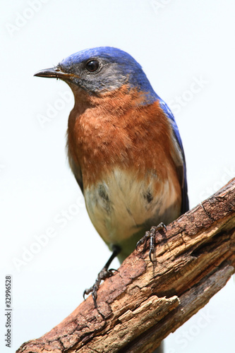 Isolated Bluebird On A Perch