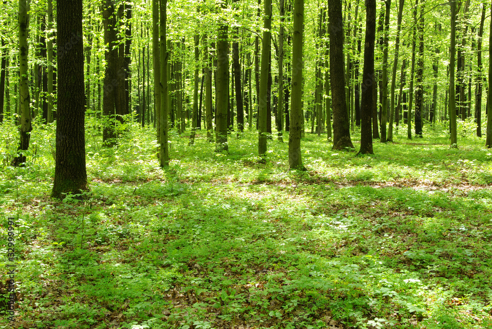 forest forest
