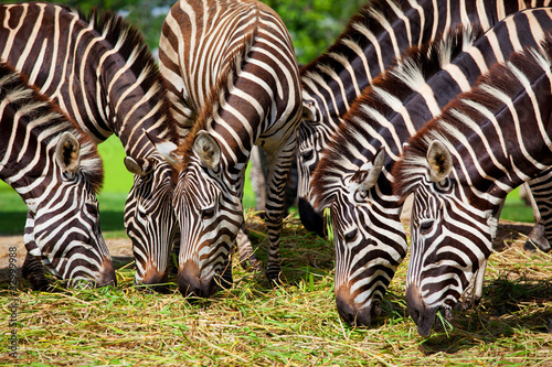 Zebra herd was eating grass