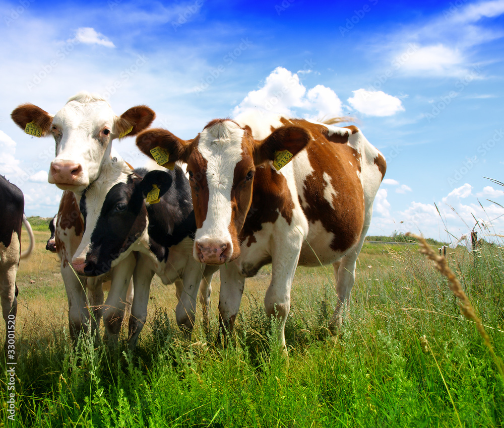 Calves on the field Calves on the field