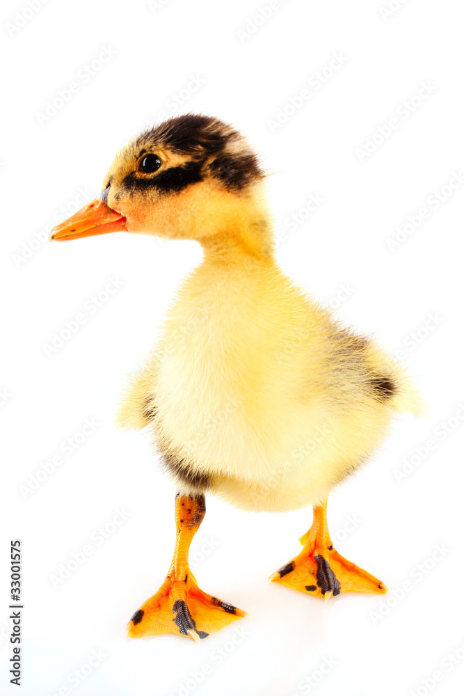 Naklejka premium Duckling isolated on white