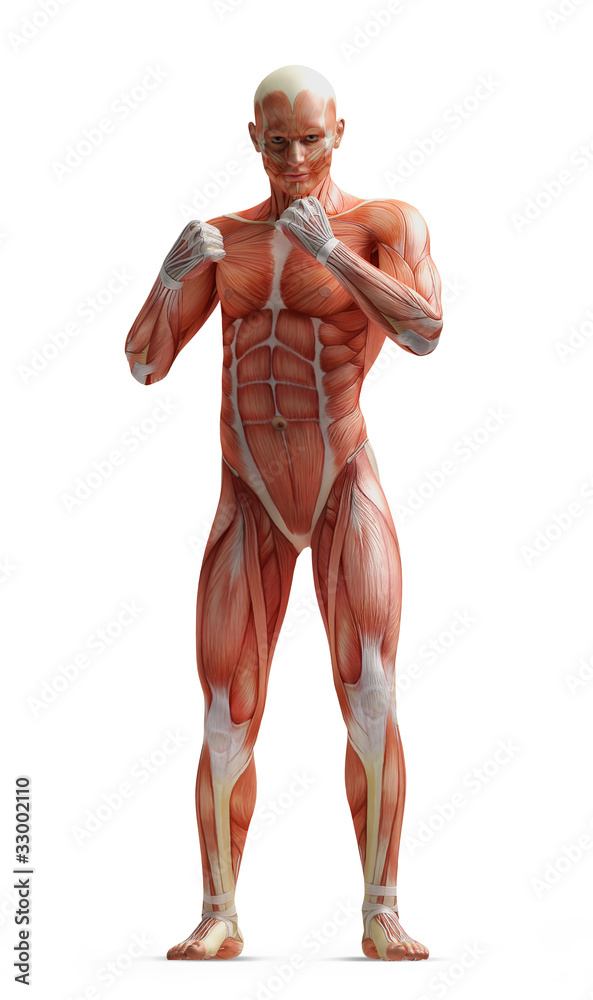 anatomy, muscles anatomy, muscles