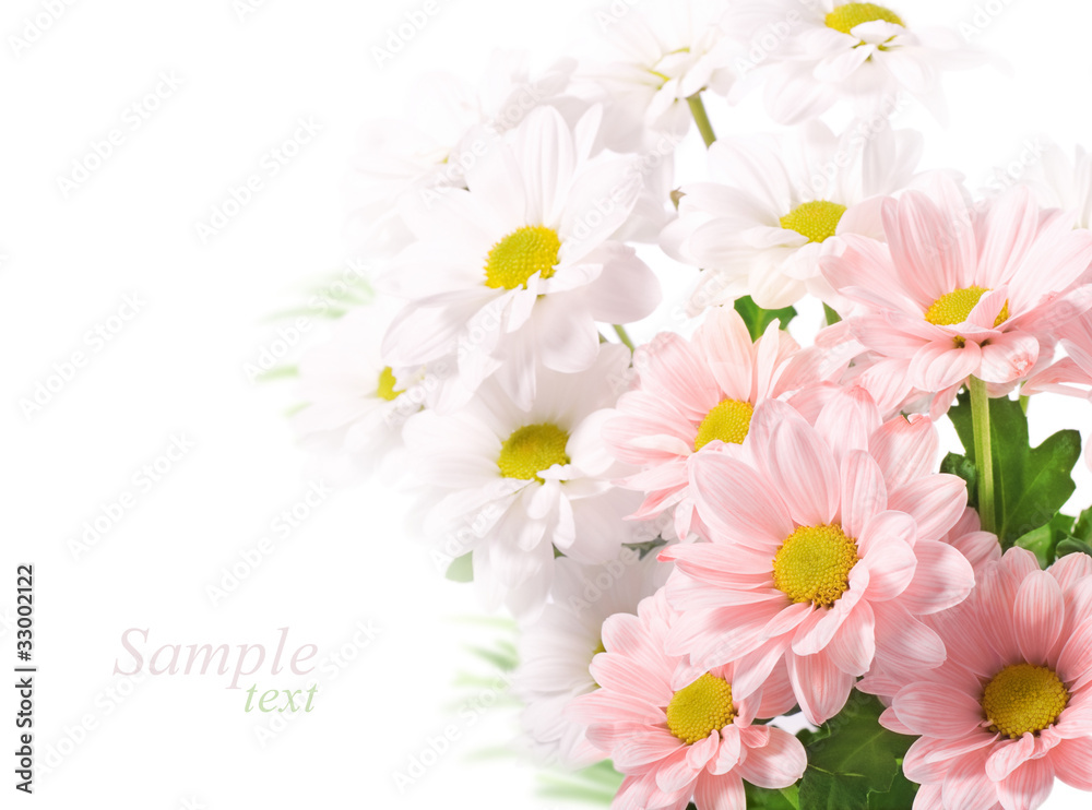 Daisies flowers on white background Daisies flowers on white background