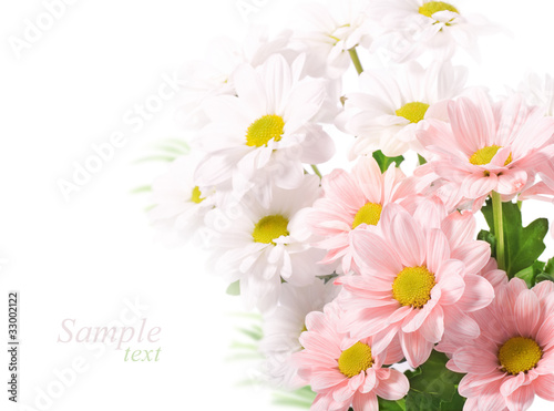 Fototapeta Naklejka Na Ścianę i Meble -  Daisies flowers on white background