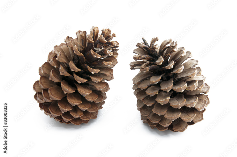Pine cones Pine cones