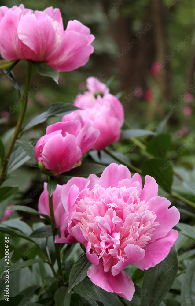 Beautiful Pink Peonies in Garden Beautiful Pink Peonies in Garden