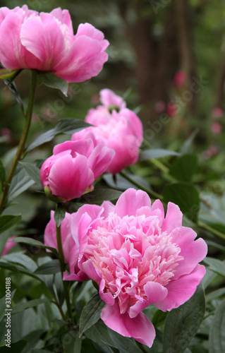Fototapeta Naklejka Na Ścianę i Meble -  Beautiful Pink Peonies in Garden